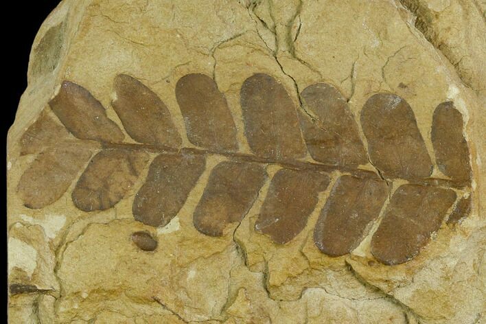 2.6" Pennsylvanian Seed Fern (Neuropteris) Pinnule Fossil - Kansas